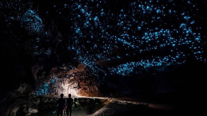 Waitomo Glow Worm Cave
